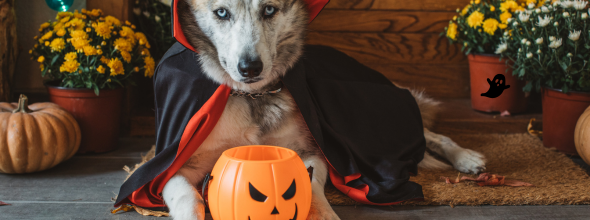 Halloween: griezelen en spelen